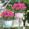 2 Bundles Artificial Red Geranium Flowers – UV-Resistant Silk Faux Plants for Outdoor & Indoor Garden, Porch, Window Box, Home, Wedding, and Patio Décor (Rose Red)